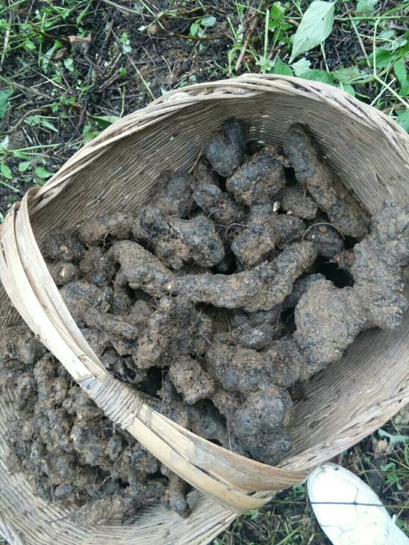 深山猪苓（鲜货）