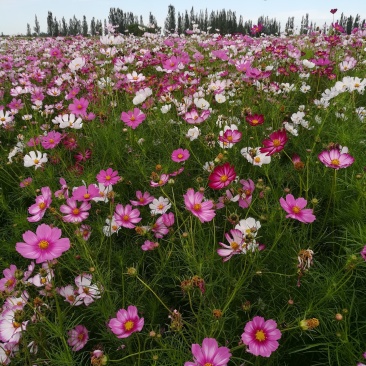 波斯菊