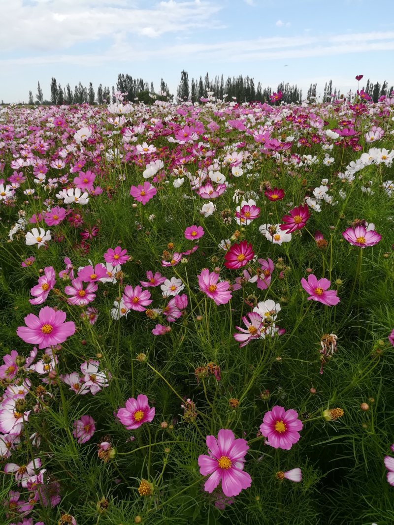 波斯菊