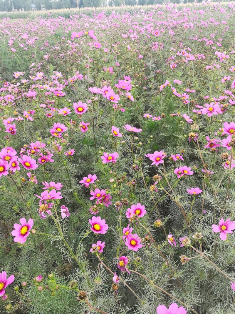 波斯菊