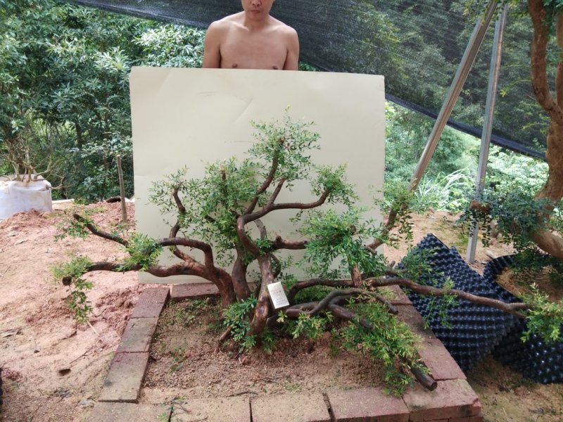 赤楠