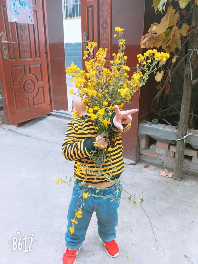 野菊花求购