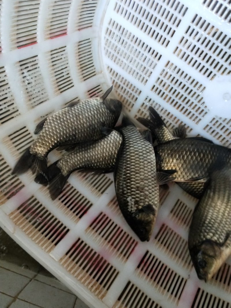 中科三号彭泽鲫，大量出货