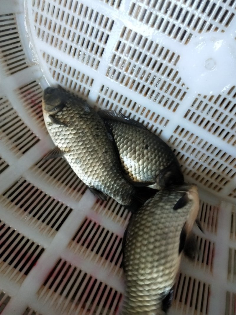 中科三号彭泽鲫，大量出货