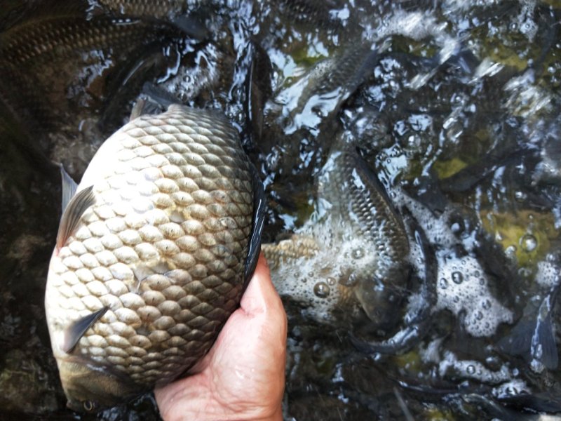 中科三号彭泽鲫，大量出货