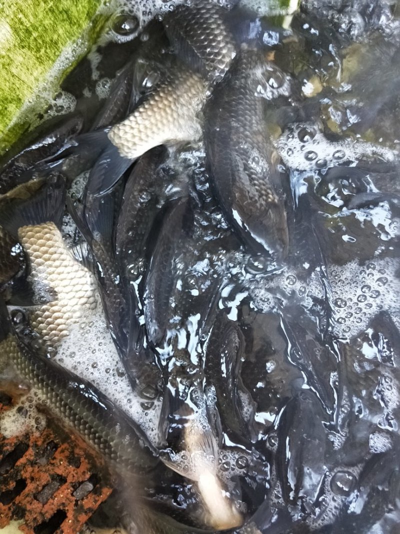中科三号彭泽鲫，大量出货