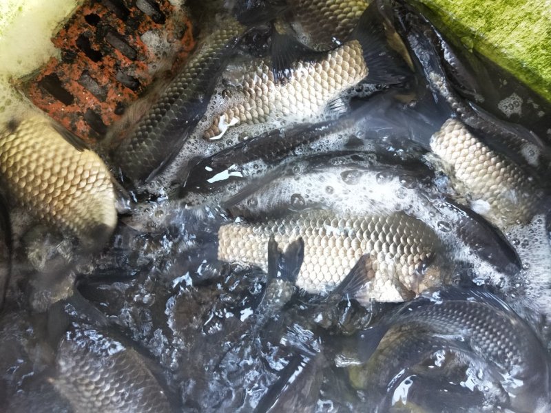 中科三号彭泽鲫，大量出货