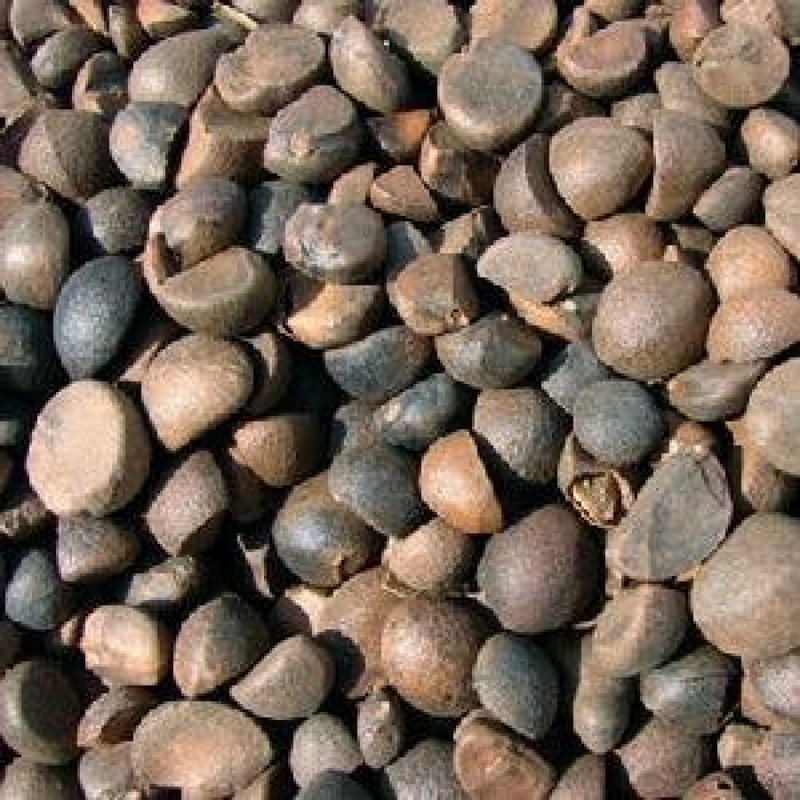 山茶籽