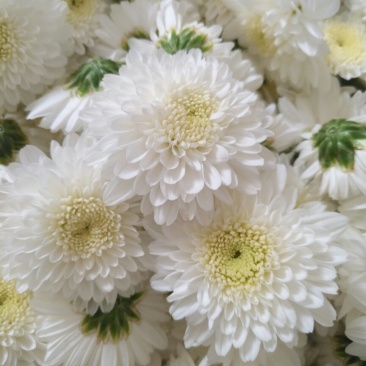 贡菊大白菊现售，金丝黄菊预售