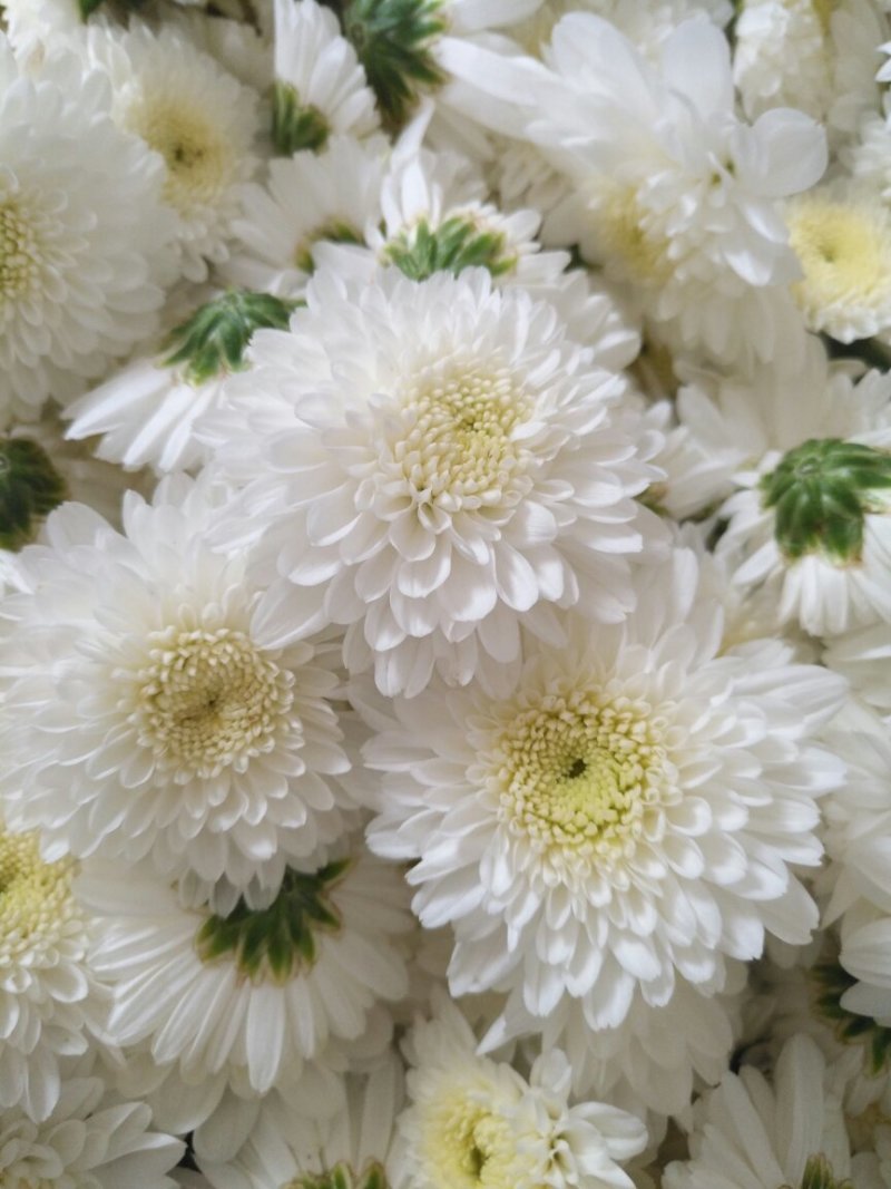 贡菊大白菊现售，金丝黄菊预售