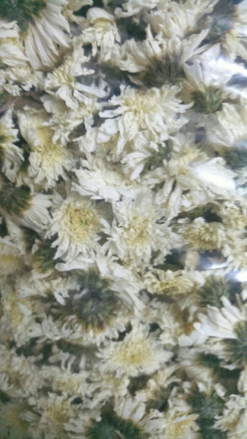 贡菊大白菊现售，金丝黄菊预售