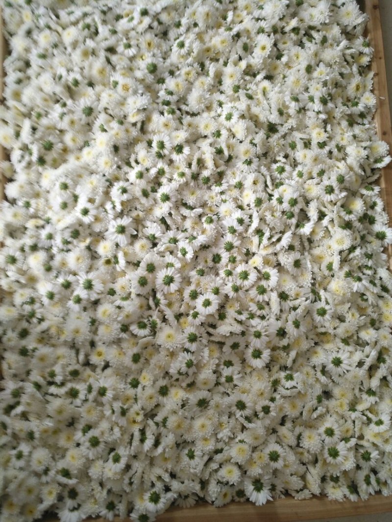 贡菊大白菊现售，金丝黄菊预售