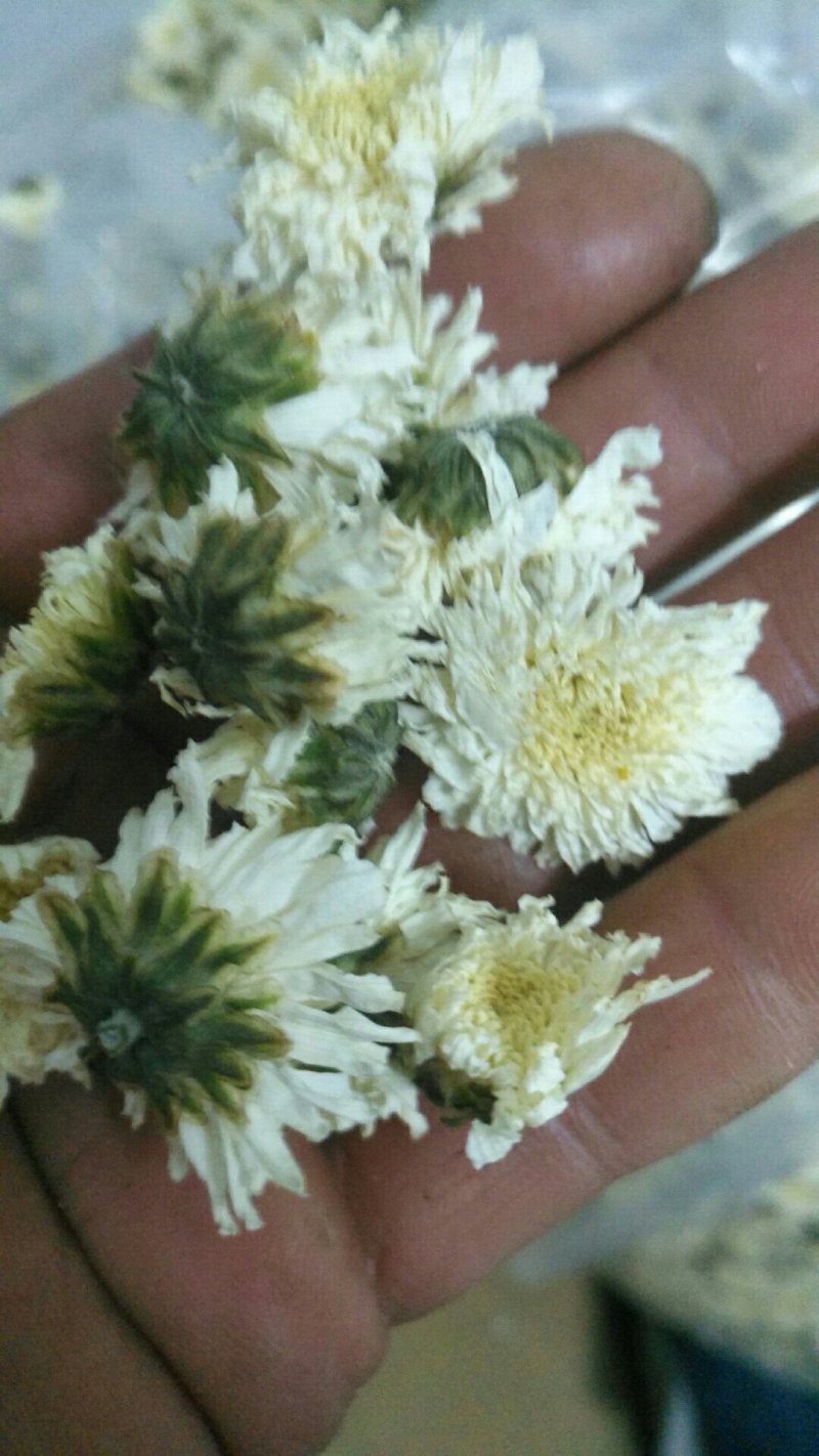 贡菊大白菊现售，金丝黄菊预售