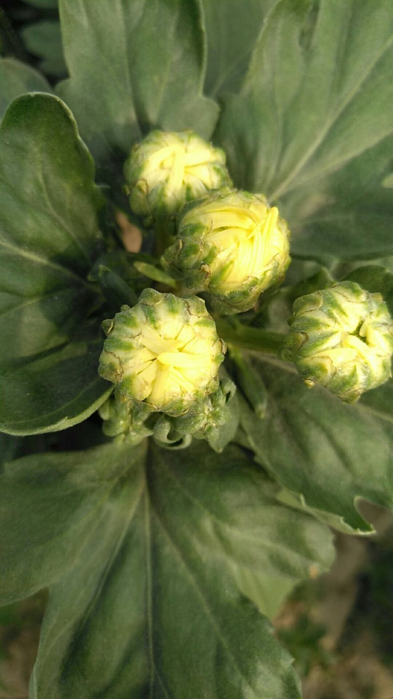 贡菊大白菊现售，金丝黄菊预售