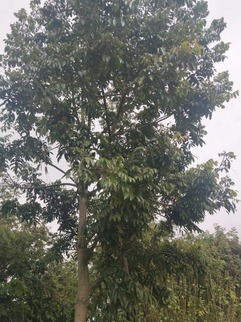 橄榄