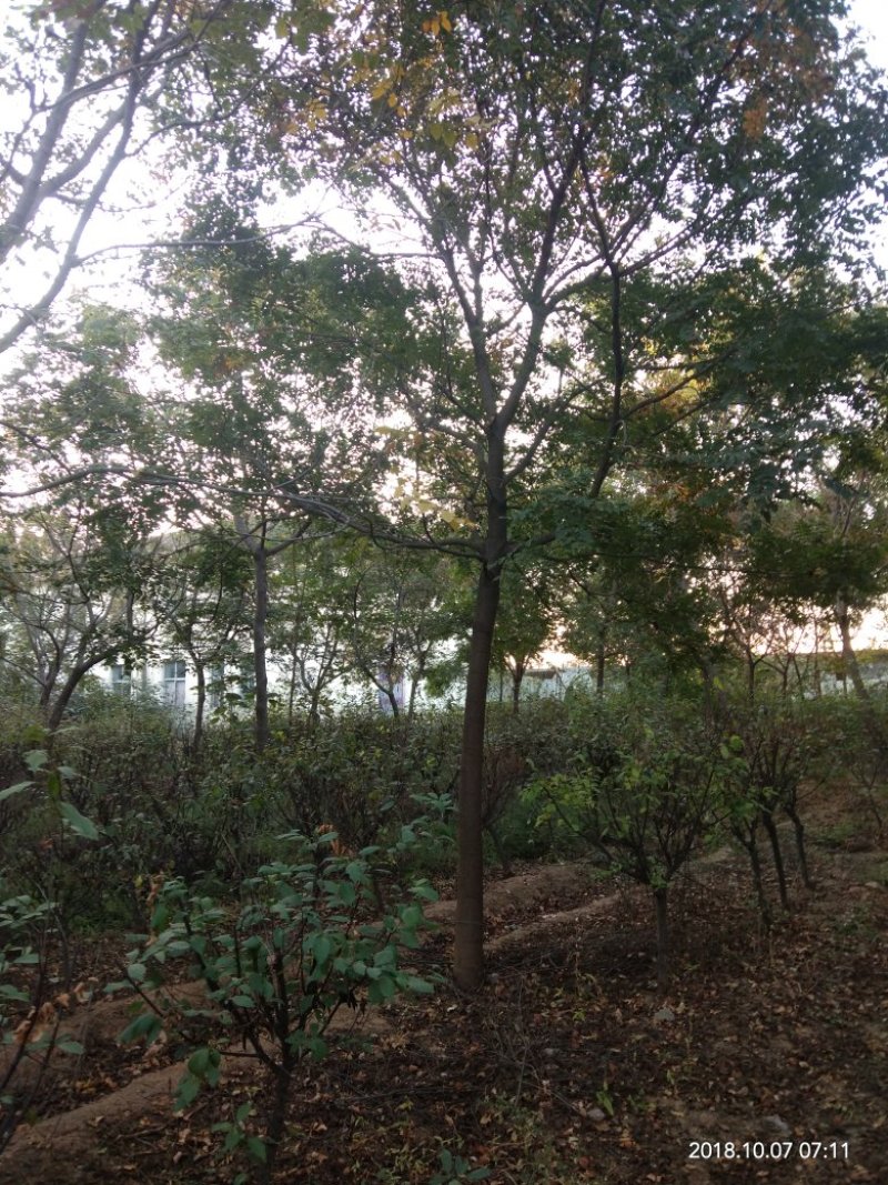 栾树