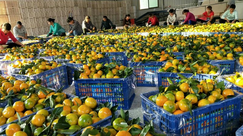 精品东江湖蜜橘欢迎您实地考察！本人诚信实力代办