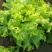 优质生菜大量上市中，黄苗，0.5-0.8斤每棵绿苗