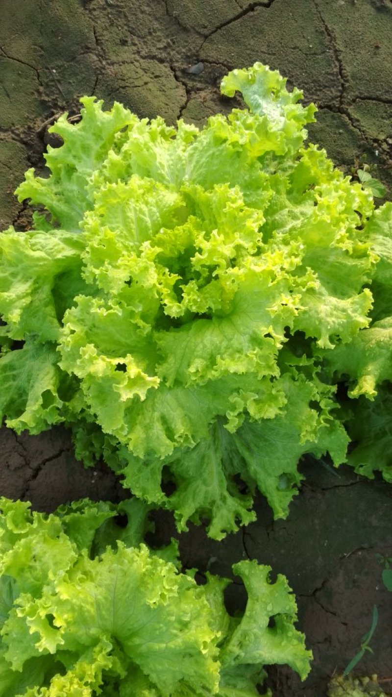 优质生菜大量上市中，黄苗，0.5-0.8斤每棵绿苗