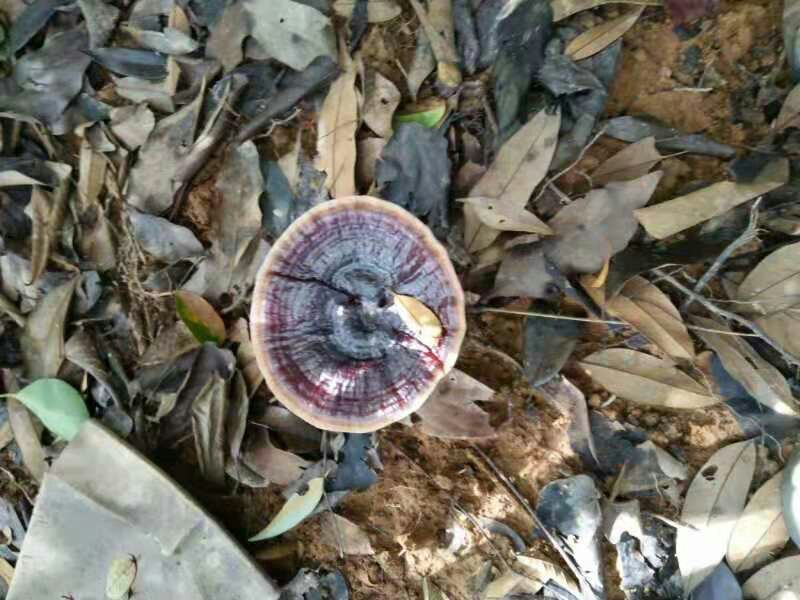 灵芝百草之王。