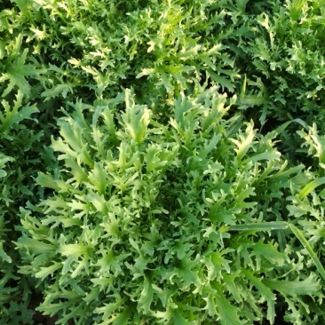 山东青州苦菊，菊花苦菊，小狗牙品种