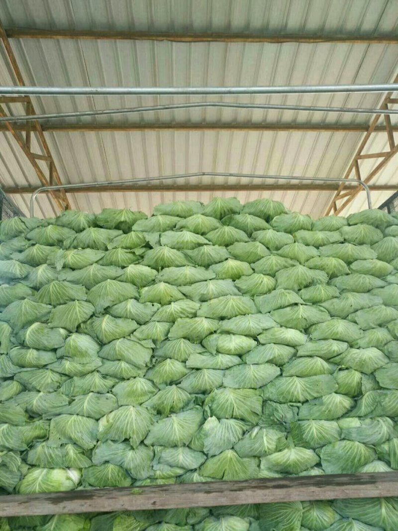 甘蓝