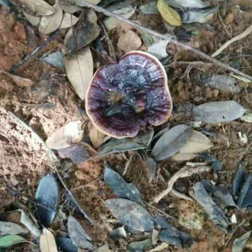 灵芝白草之王。