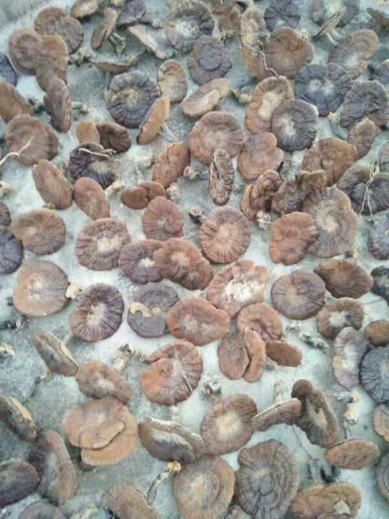 灵芝白草之王。