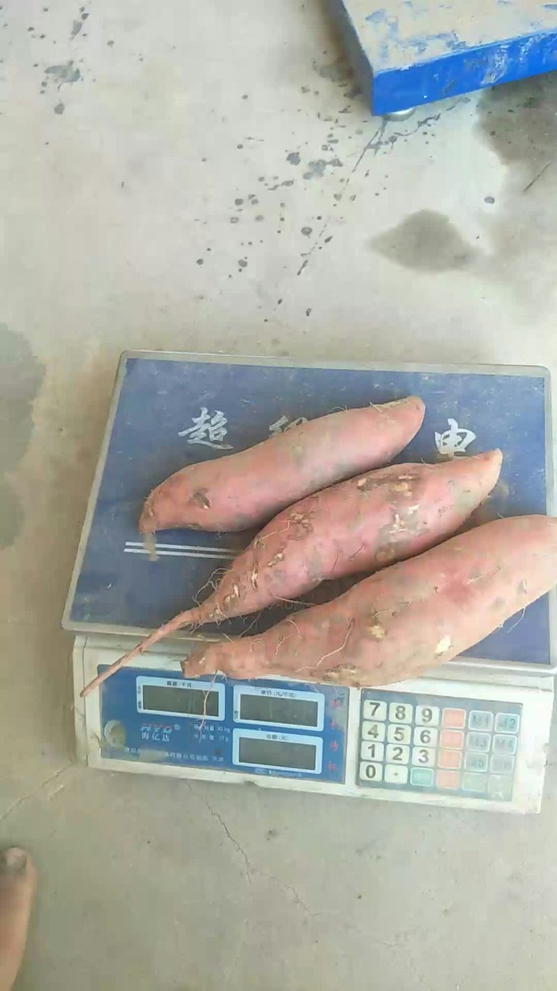 烟薯25