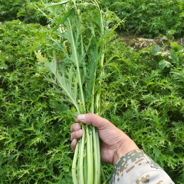 雪里红雪里蕻芥菜雪菜鲜菜市场货加工厂货