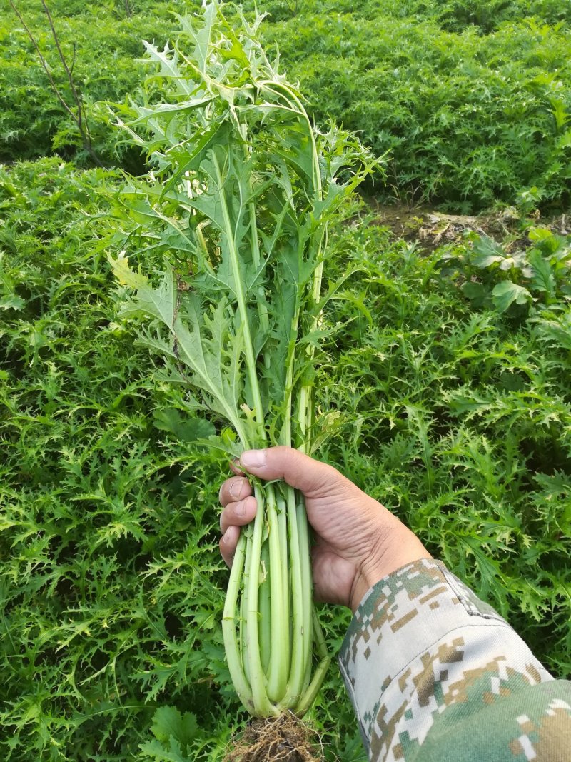 雪里红雪里蕻芥菜雪菜鲜菜市场货加工厂货