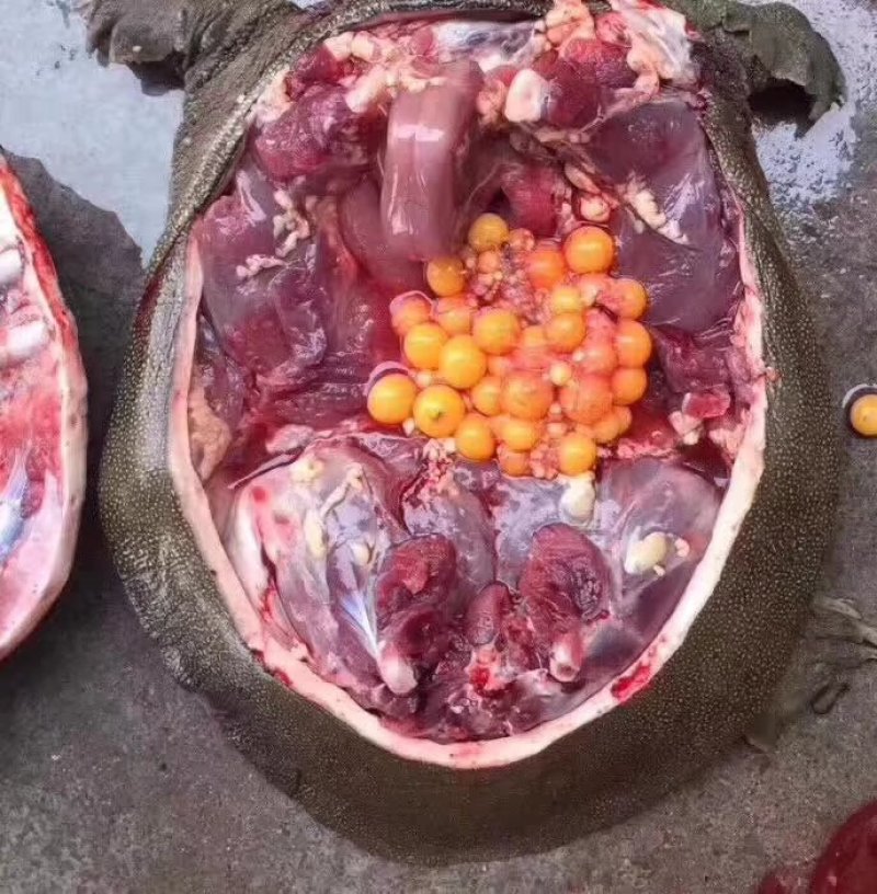 江西老甲鱼