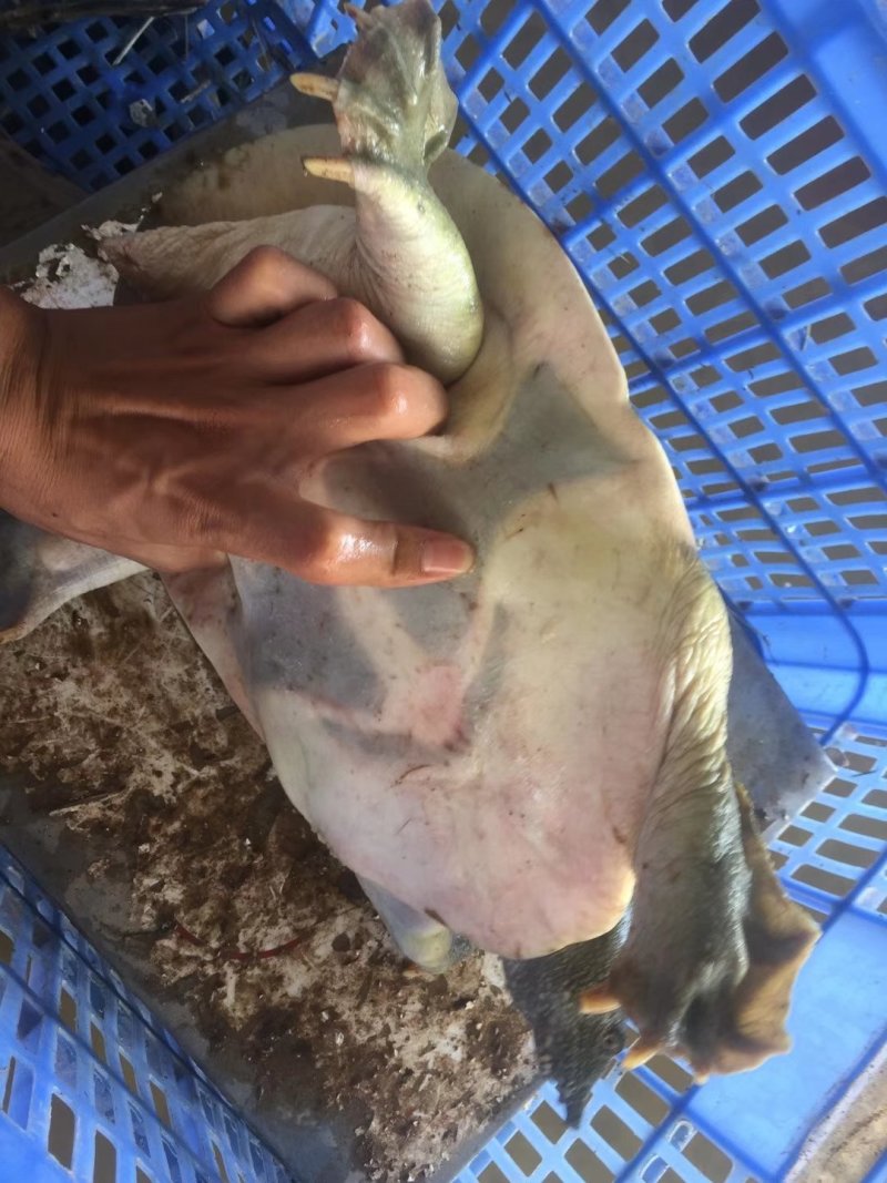 江西老甲鱼