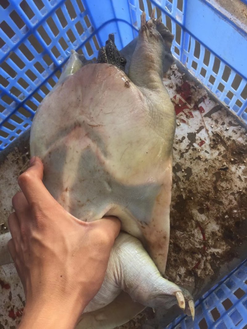 江西老甲鱼
