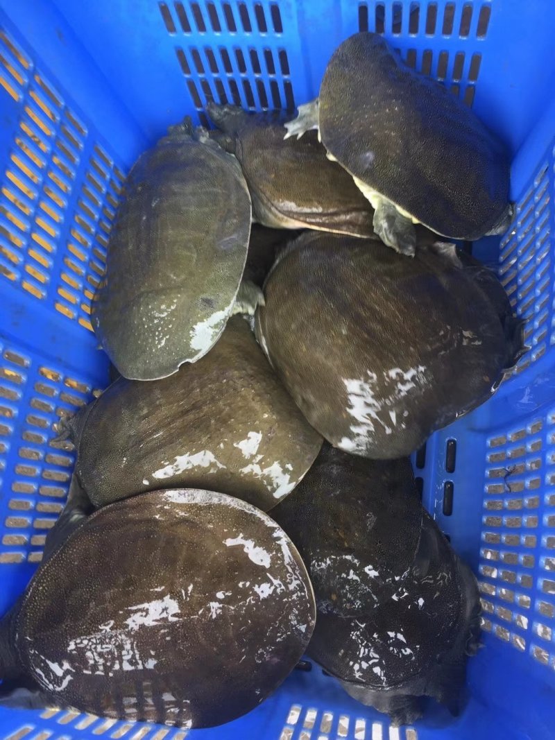 江西老甲鱼