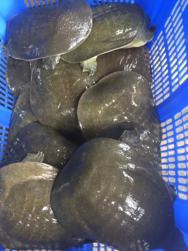 江西老甲鱼