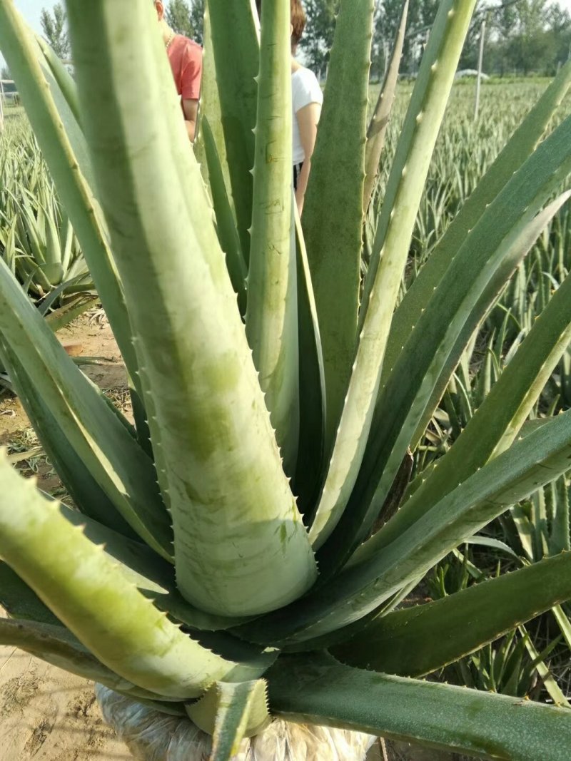 绿媛芦荟种植基地，15斤-35斤整棵精品芦荟，芦荟苗