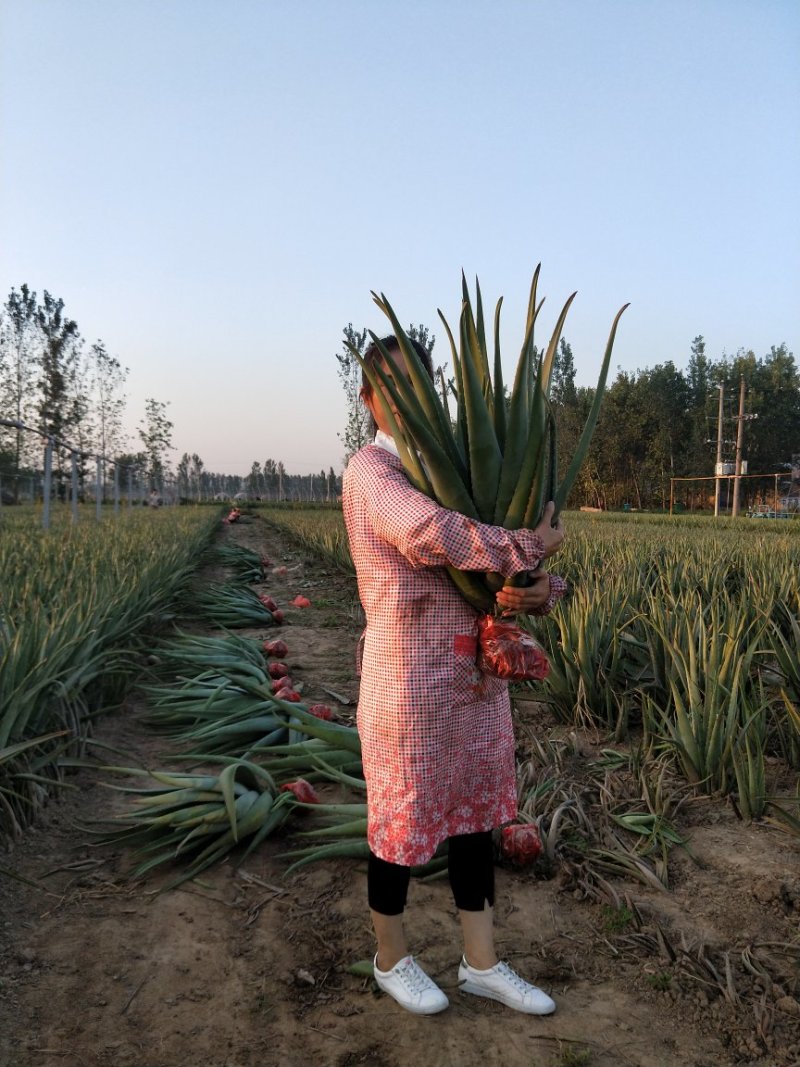 绿媛芦荟种植基地，15斤-35斤整棵精品芦荟，芦荟苗