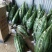 绿媛芦荟种植基地，15斤-35斤整棵精品芦荟，芦荟苗