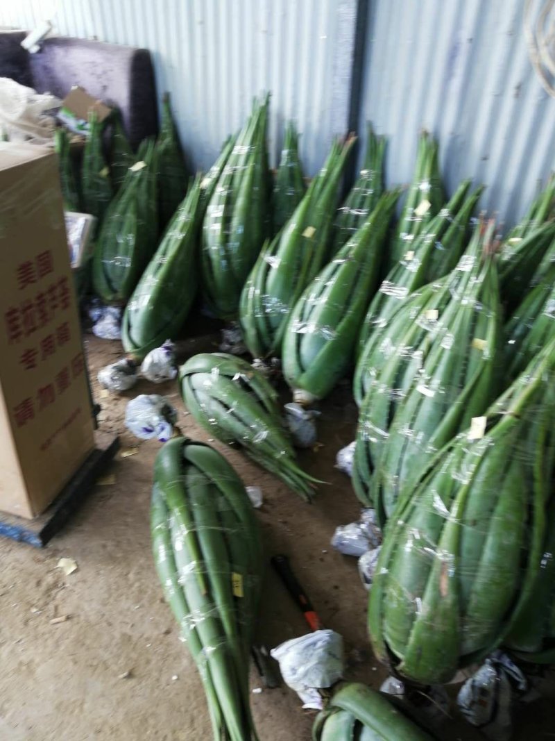 绿媛芦荟种植基地，15斤-35斤整棵精品芦荟，芦荟苗