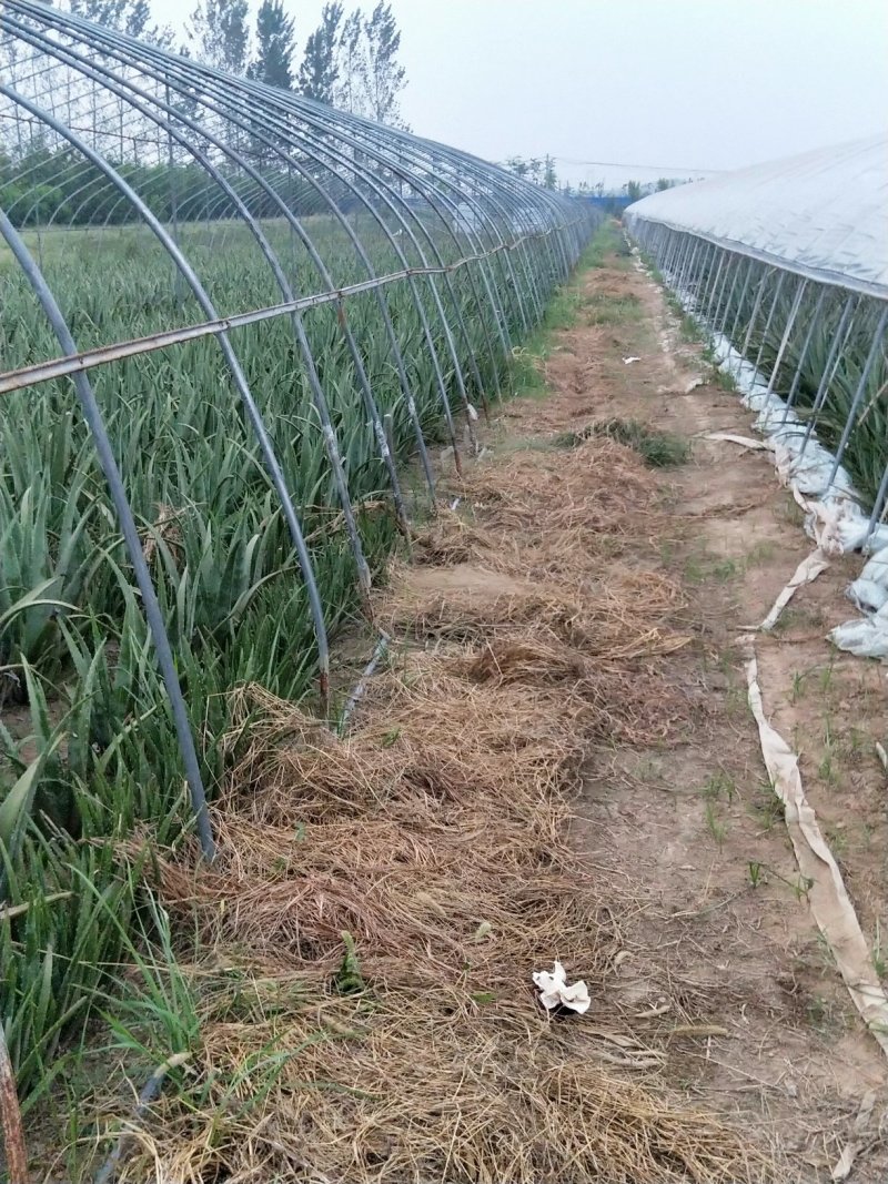 绿媛芦荟种植基地，15斤-35斤整棵精品芦荟，芦荟苗