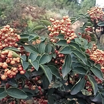 韩城狮子头花椒苗，高产量抗病抗旱，成活率高