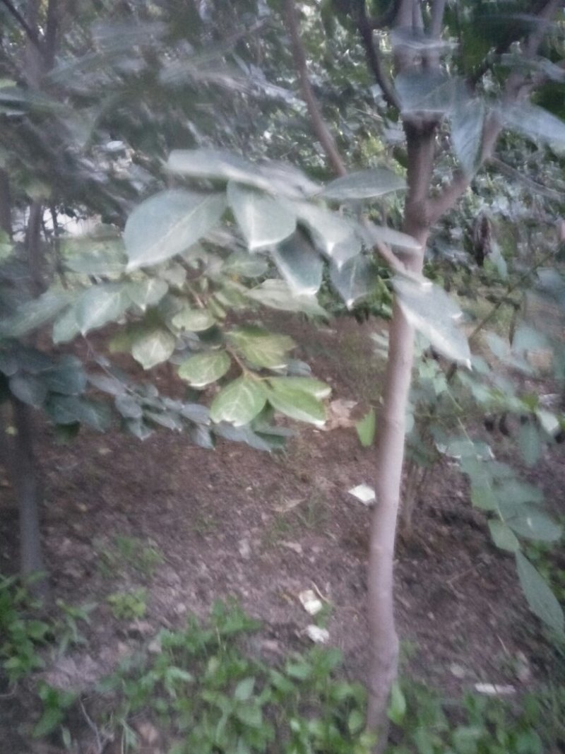大量出售柿树.5.6公分需要联系，联系时就说在一亩田看到