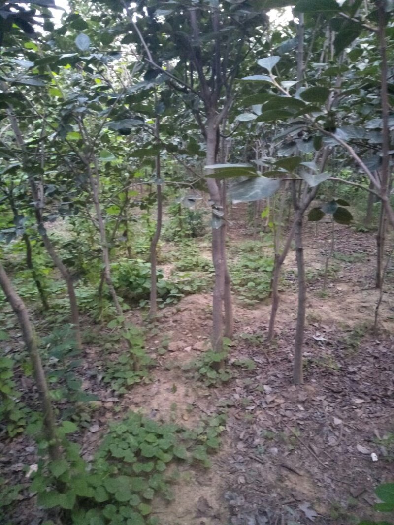 大量出售柿树.5.6公分需要联系，联系时就说在一亩田看到