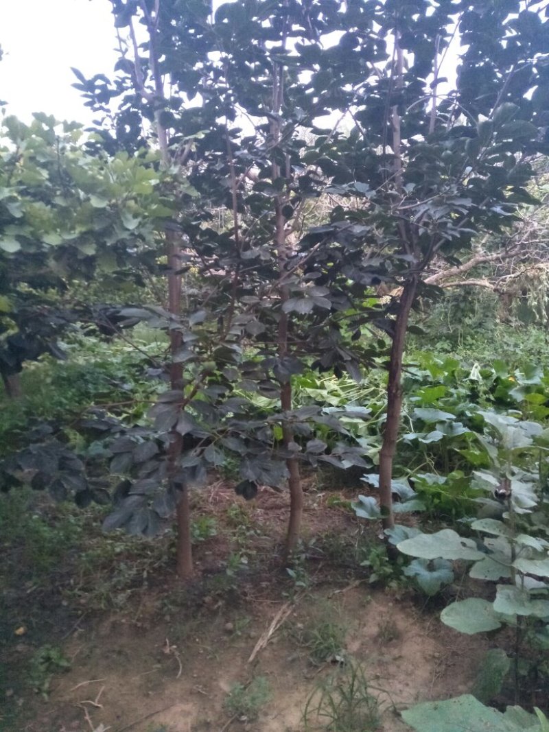 大量出售柿树.5.6公分需要联系，联系时就说在一亩田看到