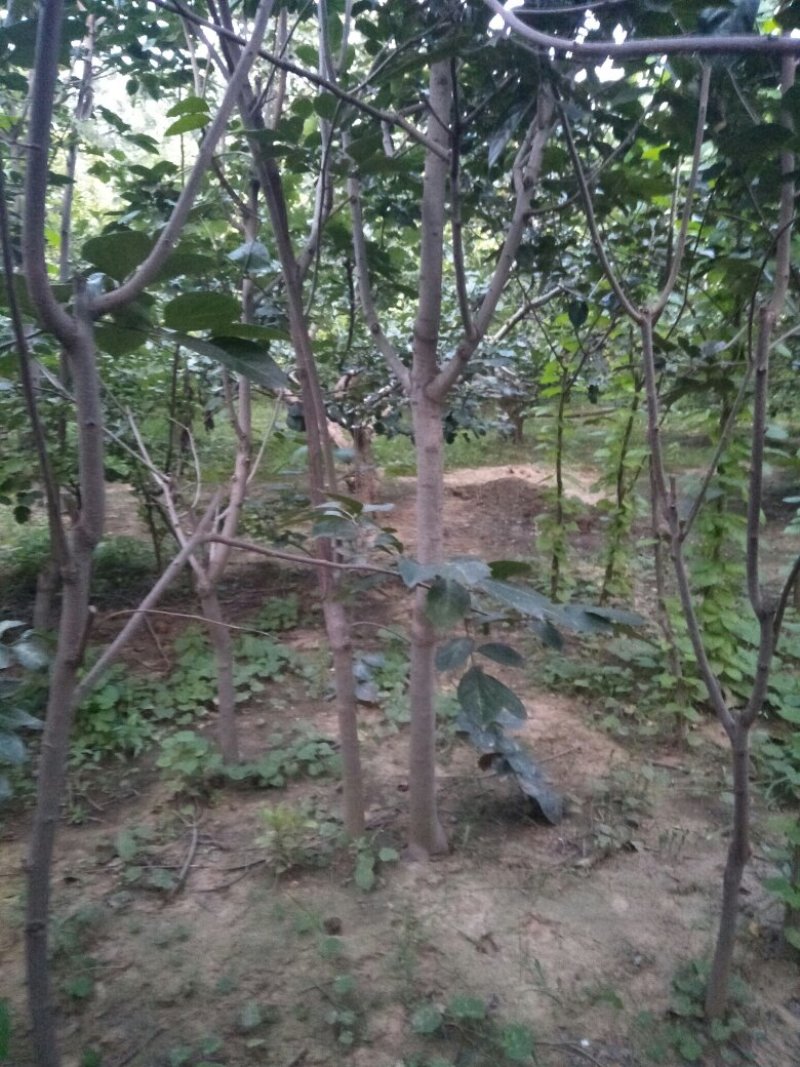 大量出售柿树.5.6公分需要联系，联系时就说在一亩田看到
