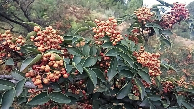 狮子头花椒苗，产量高抗病抗旱能力强包邮成活率高