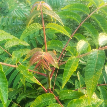 红油香椿苗