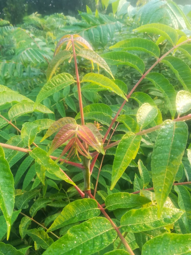 红油香椿苗