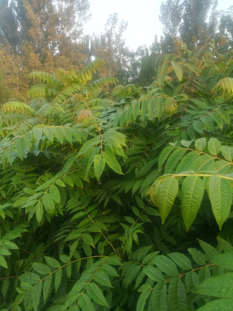 红油香椿苗